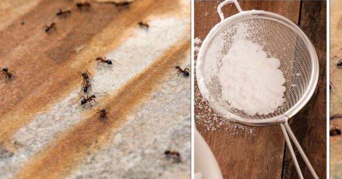 Une solution "maison" pour se débarrasser des fourmis dans les maisons