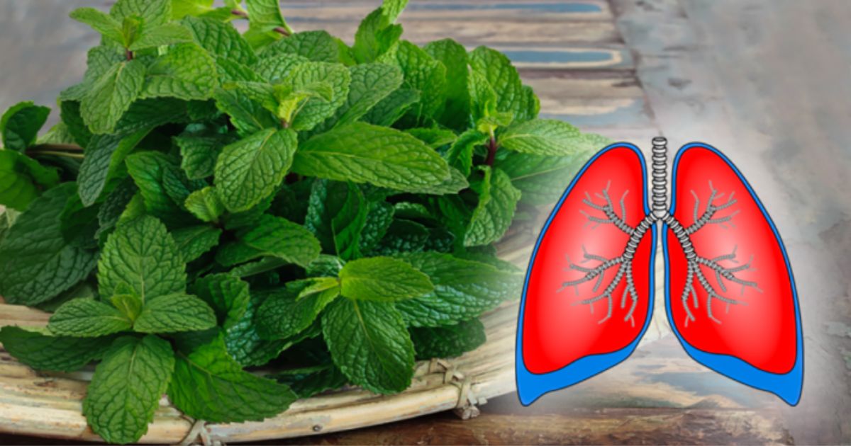 Ces 10 plantes étonnantes nettoient vos poumons et soignent la bronchite l’asthme et la toux