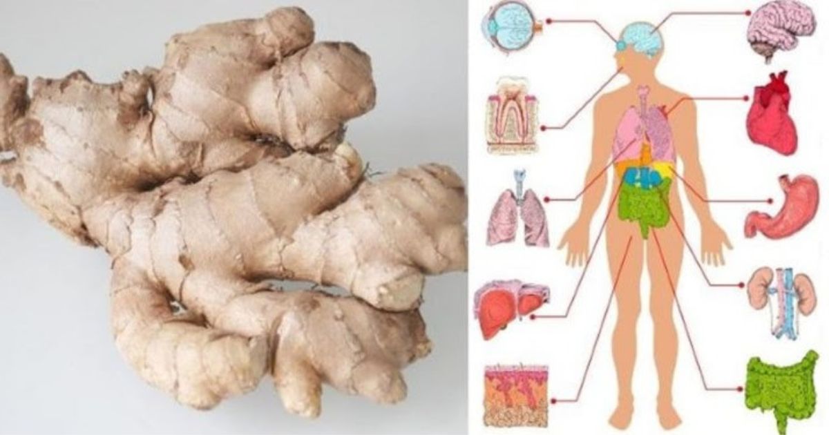 Le gingembre est un médicament naturel voici comment l’utiliser pour vous soigner