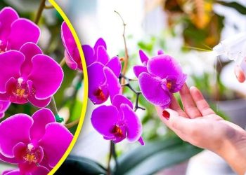 Ne plus jamais arroser les orchidées avec de l'eau