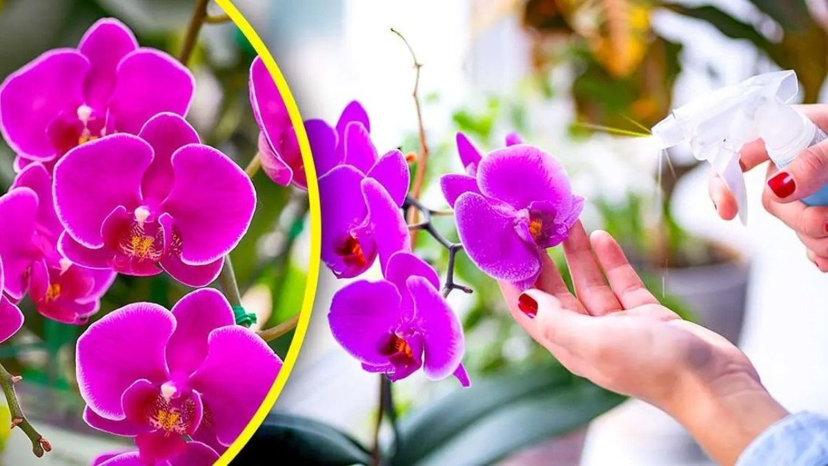 Ne plus jamais arroser les orchidées avec de l’eau