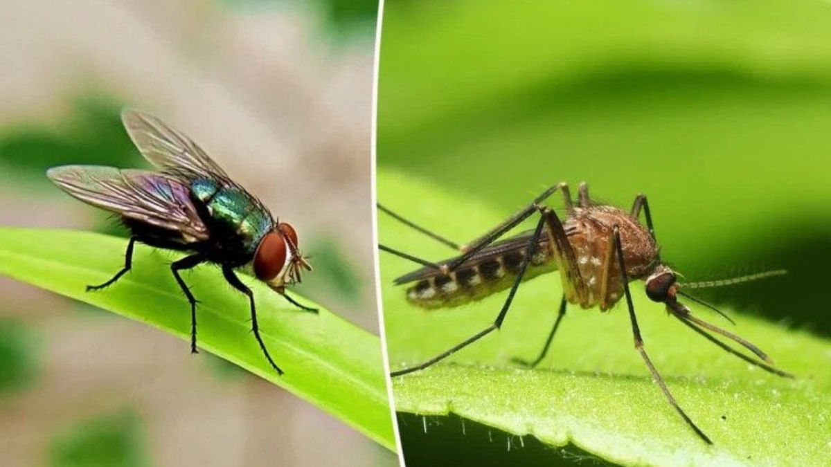 Répulsifs anti-moustiques : comment leur faire peur ?
