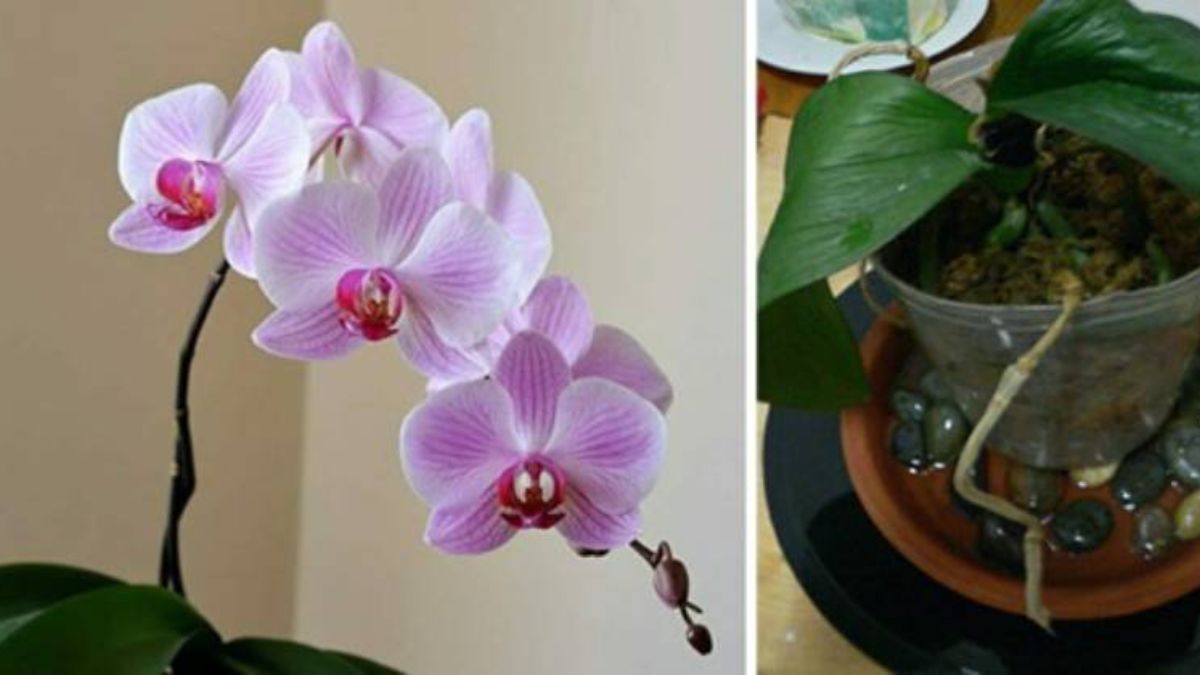 Comment faire fleurir une orchidée même en hiver