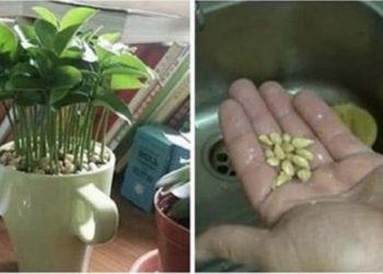 Comment planter un citron dans une tasse pour parfumer la maison ?