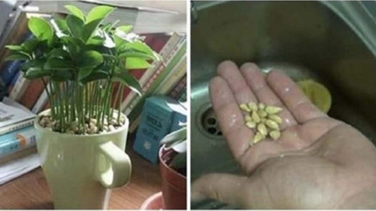 Comment planter un citron dans une tasse pour parfumer la maison ?