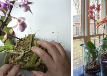 Comment soigner les orchidées pour qu'elles fleurissent chaque année ?