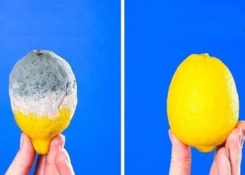 Comment conserver les citrons plus longtemps pour éviter qu'ils ne pourrissent ? 4 astuces simples