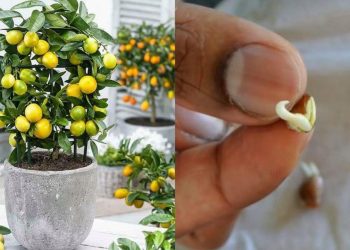 Comment faire pousser un citronnier à partir de pépins?