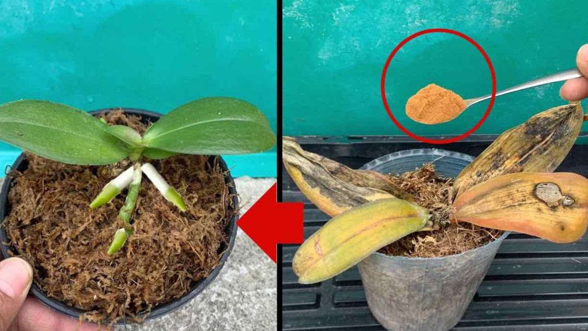 Les orchidées pourries, il ne faut pas les jeter : Avec une pincée de ce produit, elles reprennent vie
