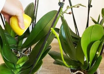 Orchidée : quelle est la technique utilisée par les fleuristes pour un feuillage lumineux et vigoureux