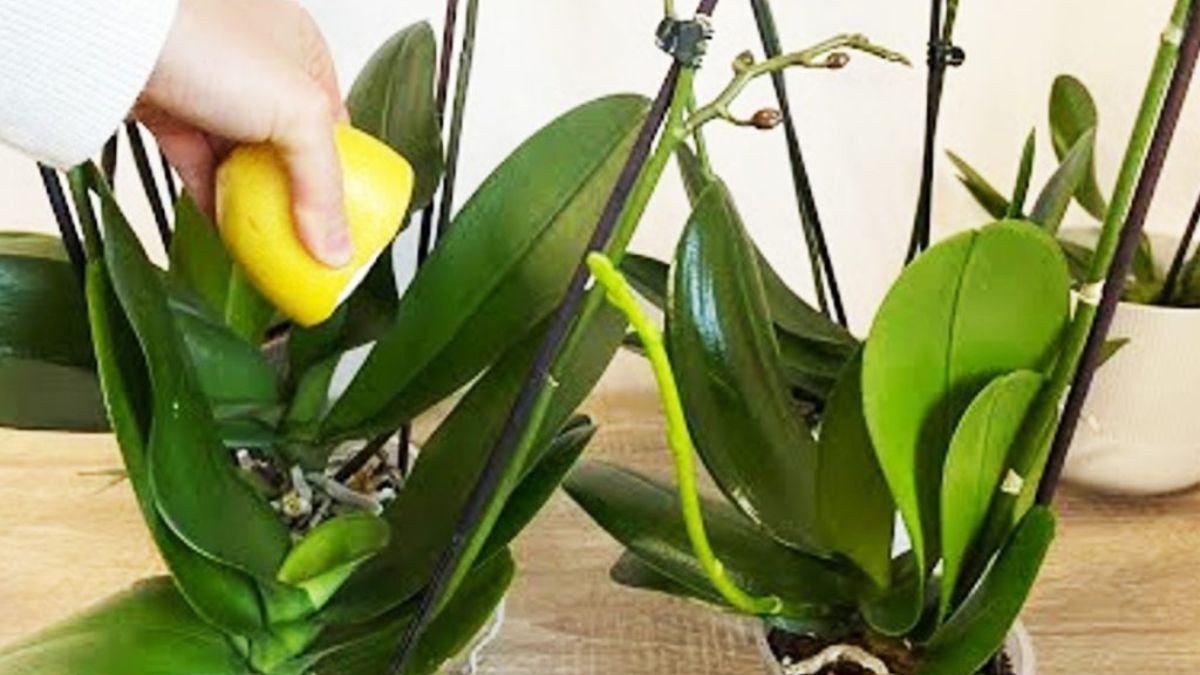 Orchidée : quelle est la technique utilisée par les fleuristes pour un feuillage lumineux et vigoureux