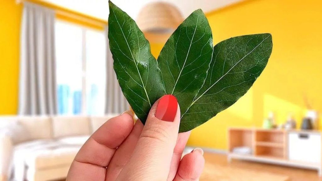 Parfumez la maison et éliminez toutes les mauvaises odeurs : 3 feuilles de cette plante suffisent