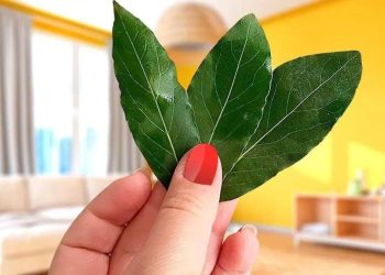 Parfumez la maison et éliminez toutes les mauvaises odeurs : 3 feuilles de cette plante suffisent
