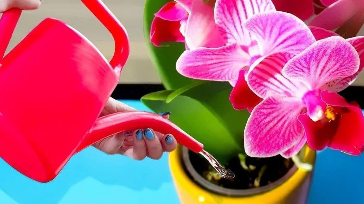 Comment faire fleurir les orchidées toute l'année ? Ajoutez un seul ingrédient à l'eau d'ingrédient à l'eau d'arrosage