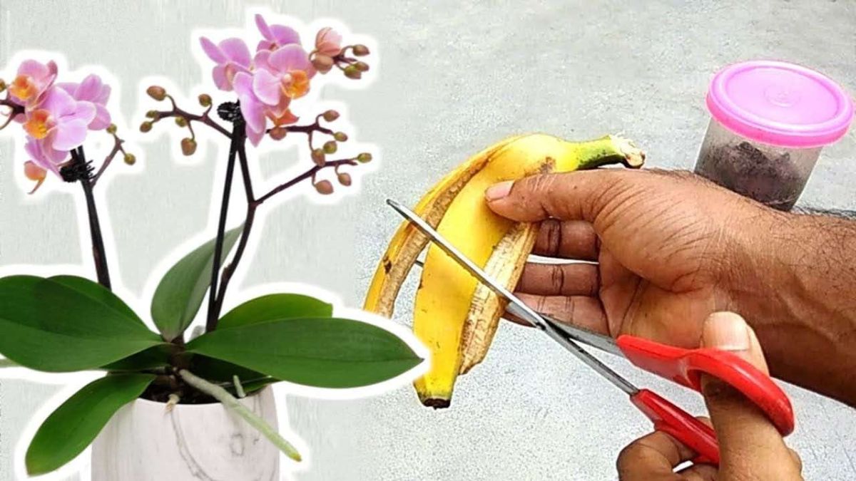Comment faire refleurir une orchidée: 3 coupes suffit