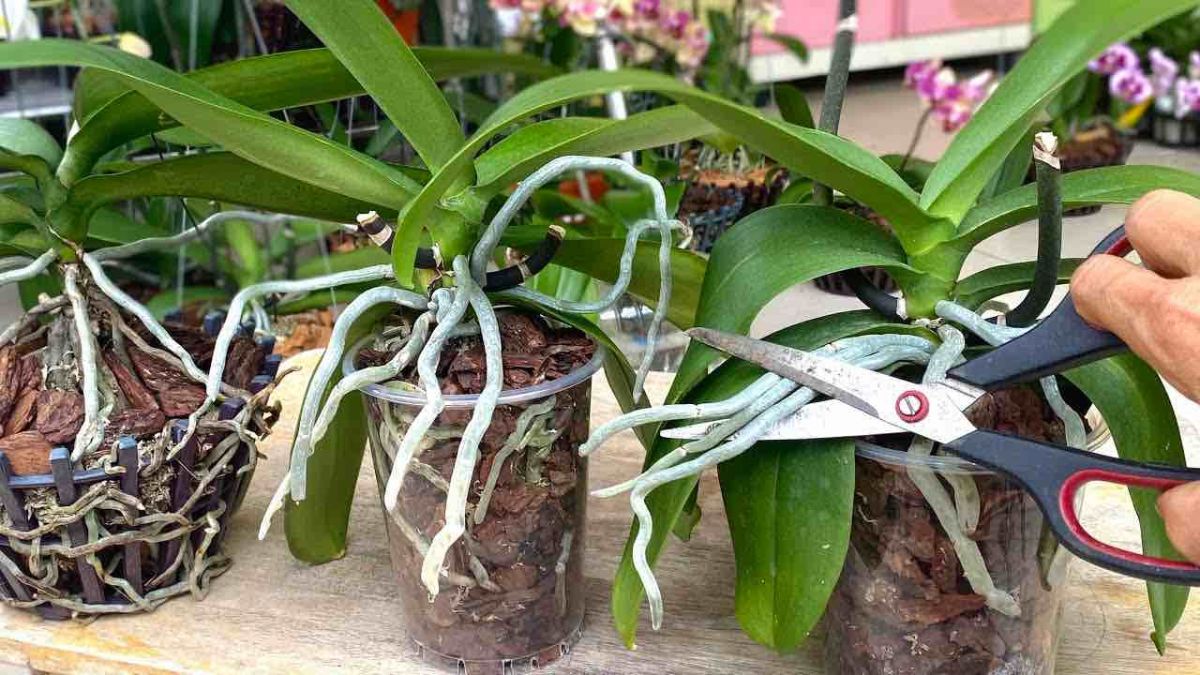 Orchidée phalaenopsis : conseils pour une belle floraison