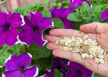 Pelargonium, Géranium : planter et cultiver - Promesse de fleurs