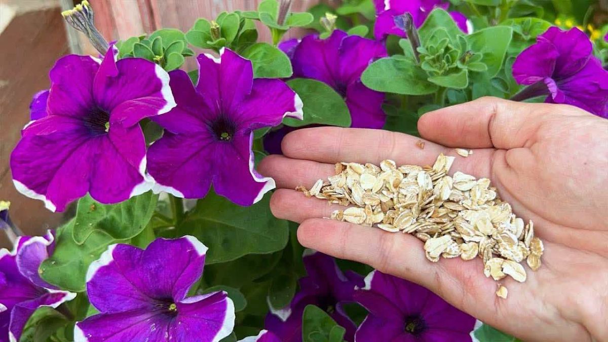 Pelargonium, Géranium : planter et cultiver - Promesse de fleurs