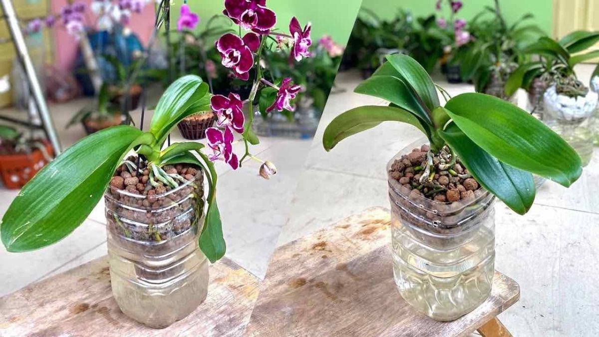 Si vous cultivez l'orchidée de cette manière, elle poussera beaucoup plus vite et de manière plus luxuriante 