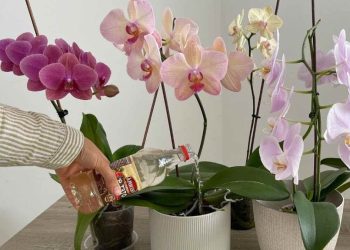 Vos orchidées feront plus de fleurs si vous les arrosez avec ce produit du quotidien !
