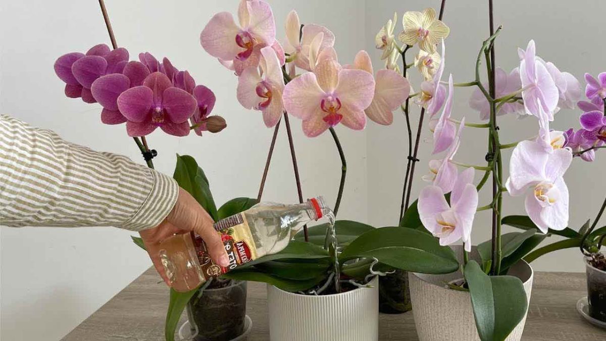 Vos orchidées feront plus de fleurs si vous les arrosez avec ce produit du quotidien !