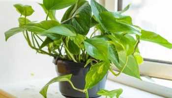 11 Plantes Dépolluantes Qui Purifient l'Air de Votre Maison