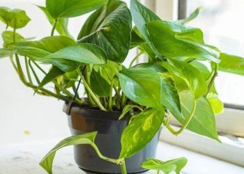 11 Plantes Dépolluantes Qui Purifient l'Air de Votre Maison