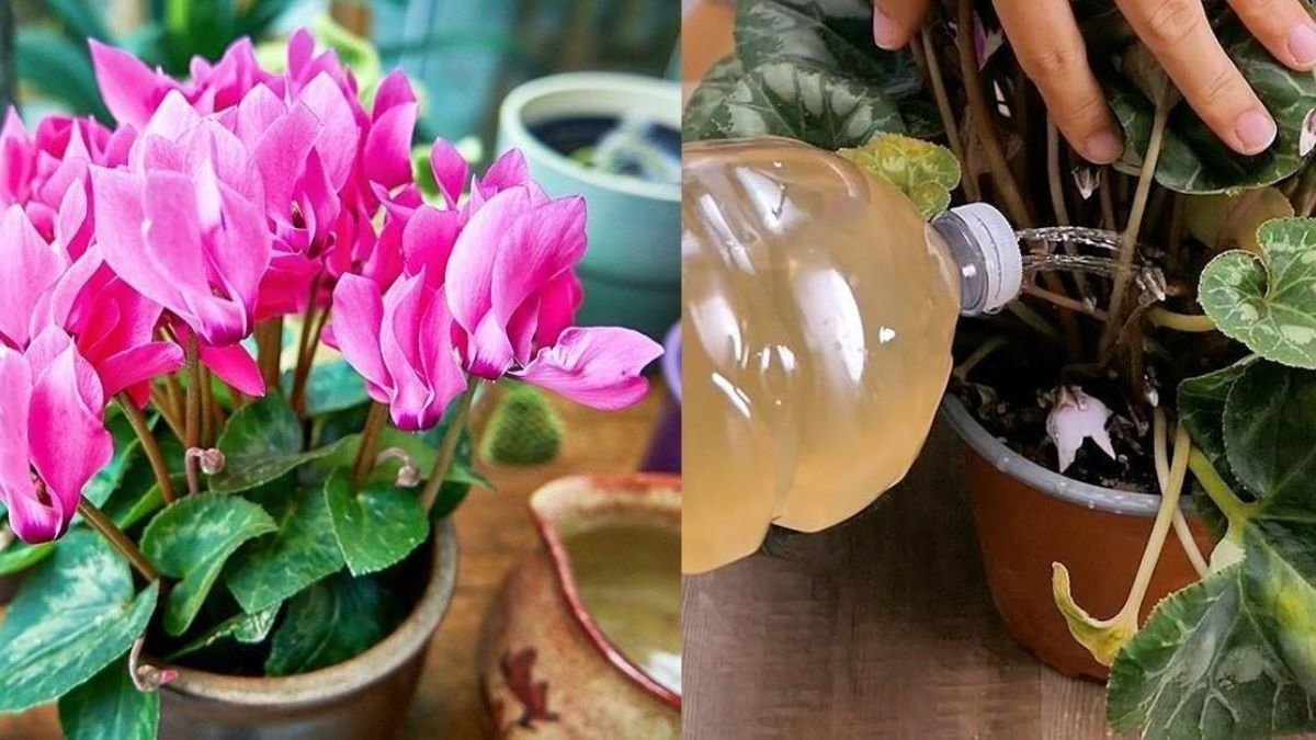 5 engrais naturels pour fortifier vos plantes
