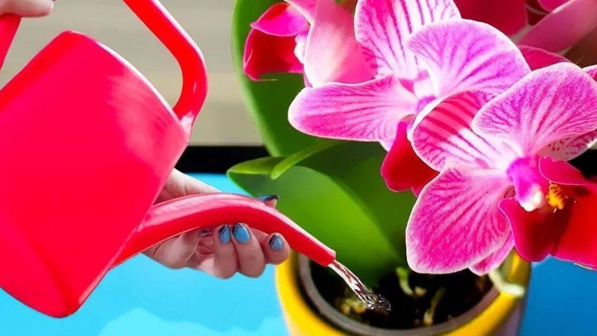 Comment faire fleurir les orchidées toute l'année ?