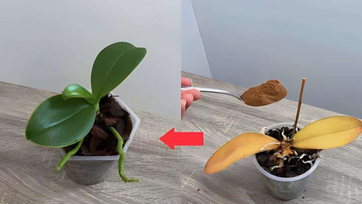 Comment sauver une plante morte ou desséchée ?