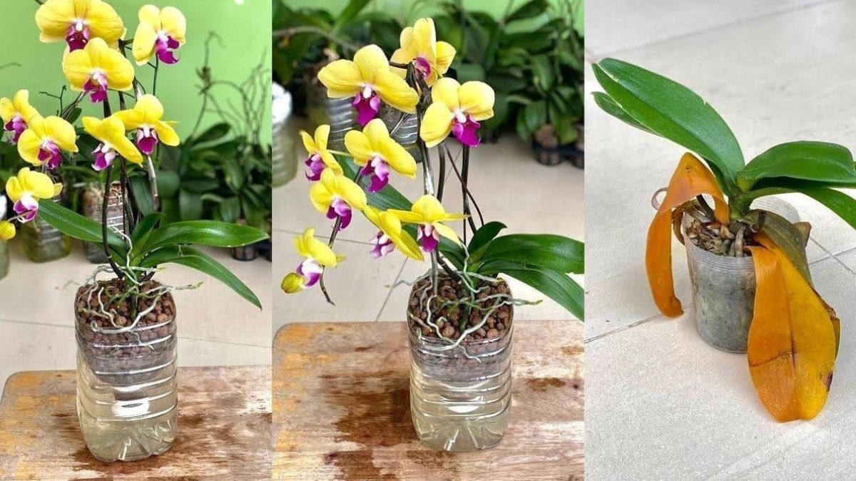 Entretenir et faire refleurir une orchidée : les astuces clés !