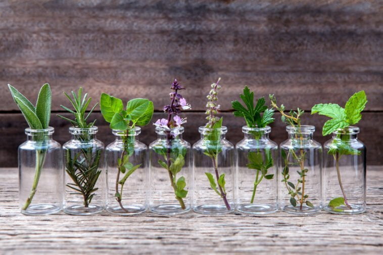 10 herbes que tu peux cultiver dans l'eau et qui fleurissent toute l'année dans la maison