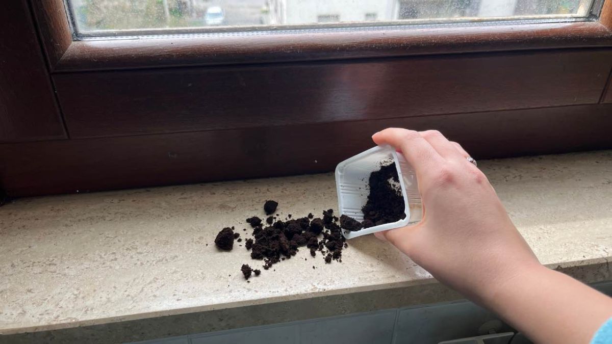 Marc de café sur les rebords de fenêtre : résout un problème pertinent