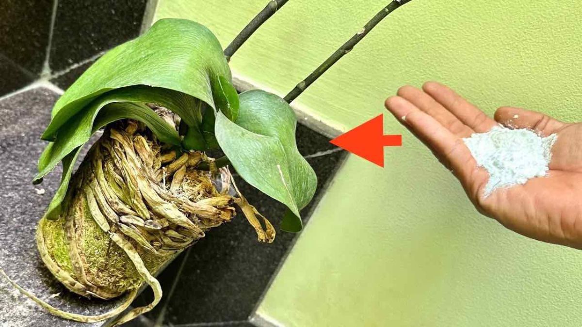 Orchidée qui ne fait que des feuilles et des racines: Quel traitement?
