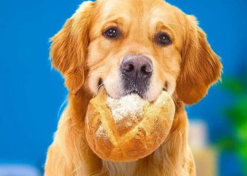 Peut-on donner du pain à un chien ?