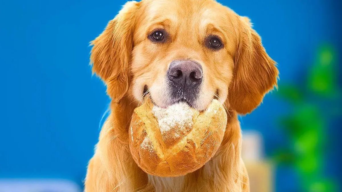 Peut-on donner du pain à un chien ?