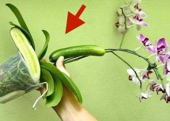 Voici comment réaliser un engrais fait-maison pour améliorer durablement la floraison de votre orchidée