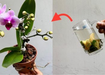 Avec une seule tasse de ce liquide, les orchidées dureront jusqu'à 5 ans de plus