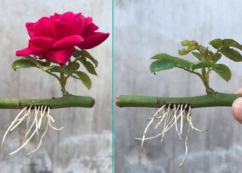 Comment propager des roses avec un verre d'eau