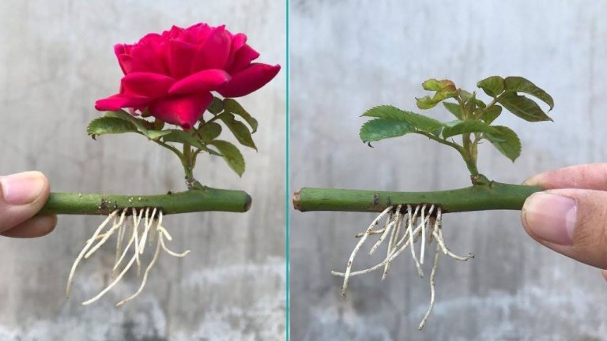 Comment propager des roses avec un verre d'eau