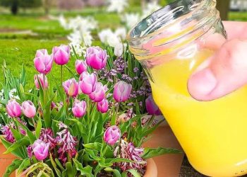 Conserver et faire durer un Bouquet de Tulipes en vase