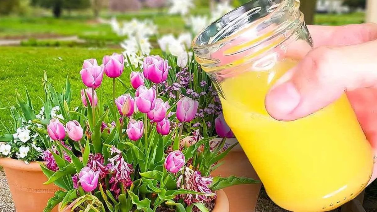 Conserver et faire durer un Bouquet de Tulipes en vase