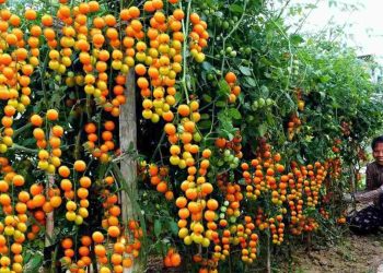 Cultiver la tomate : semis, culture, soins et récolte au potager