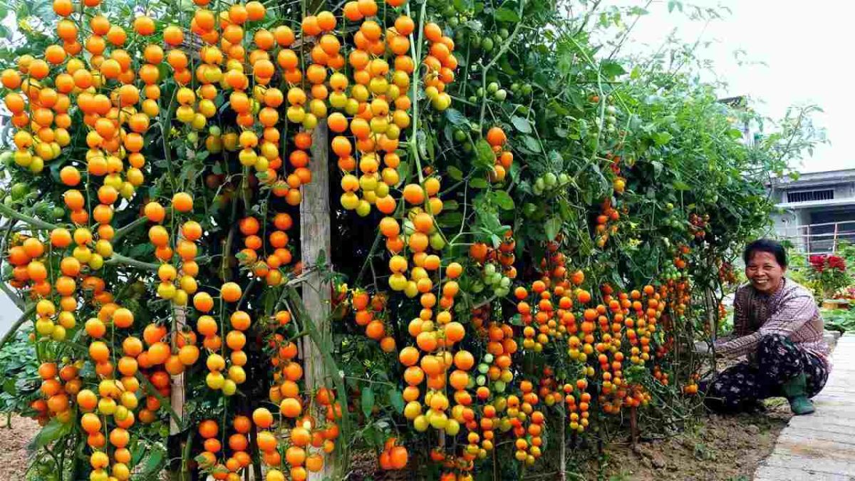 Cultiver la tomate : semis, culture, soins et récolte au potager