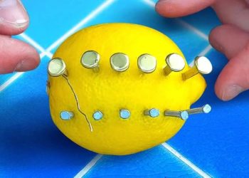Enfoncer des clous dans un citron : l'astuce préférée de mon jardinier pour sauver les plantes