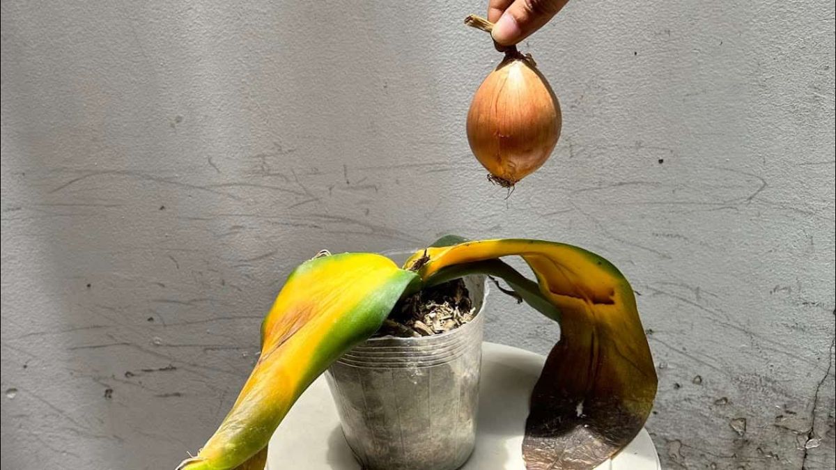 Orchidée : cet ingrédient va lui redonner vie en un clin d'œil